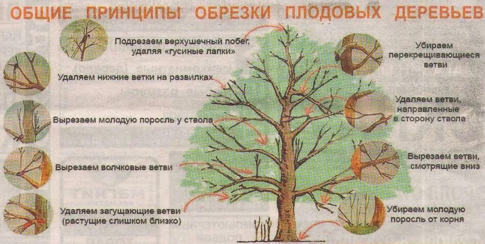 Когда можно открывать деревья. Таблица обрезки плодовых деревьев. Обрезка плодовых фруктовых деревьев. Основные принципы обрезки плодовых деревьев. Весенняя обрезка плодовых деревьев.