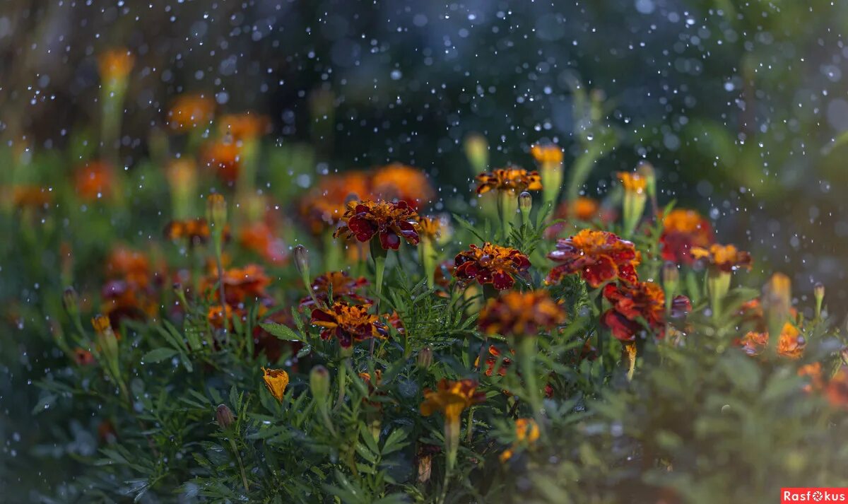 Дождь в уфе. Торнадо в германии. Дождь в лесу. Oklahoma. Сильный дождь.