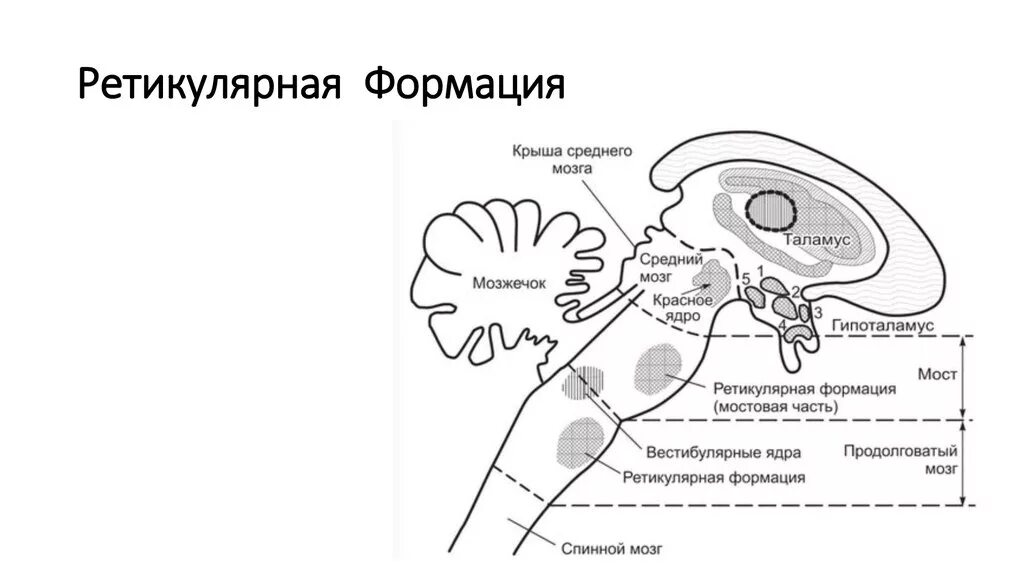 Ядра ретикулярной формации схема. Строение ретикулярной формации схема. Ретикулярные ядра ствола мозга. Схема активирующей ретикулярной формации.