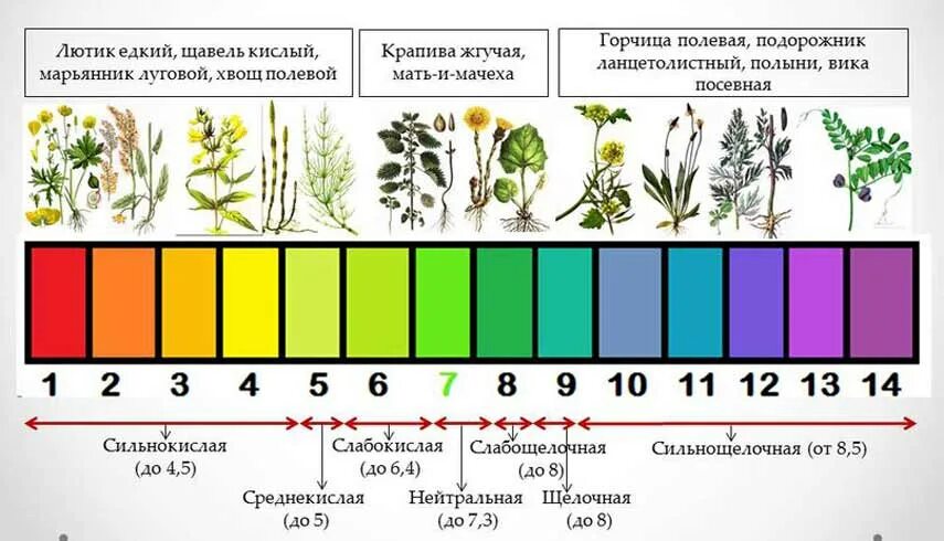 Овощи повышают кислотность. Растения индикаторы кислотности почвы. Растения индикаторы кислых почв. Нейтральная кислотность почвы. Кислотность почвы показатели PH.