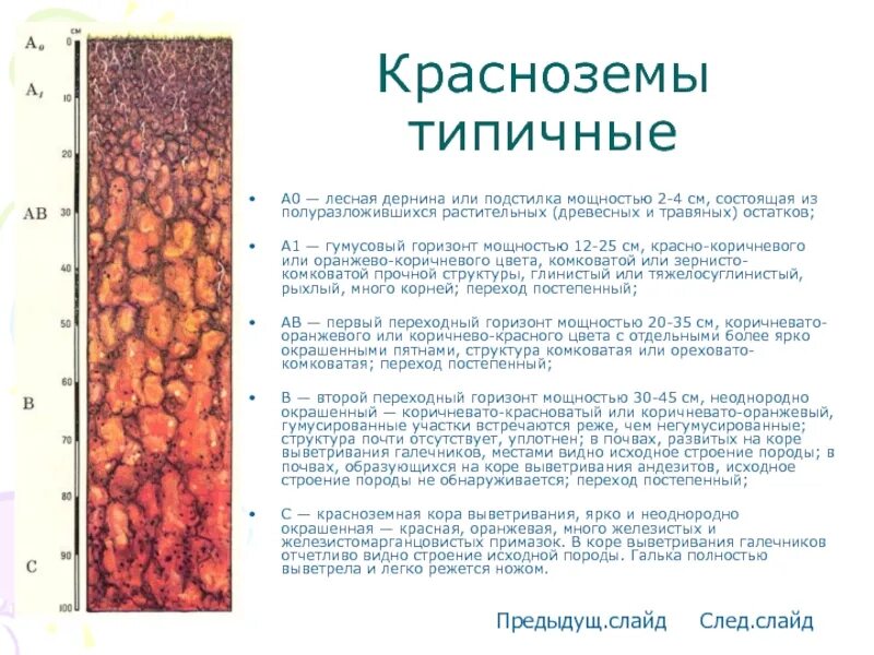 Какие почвы в субтропиках. Красноземы почвы характеристика. Красноземы субтропиков почвы. Желтоземы и красноземы в России. Почвенный профиль красноземов.