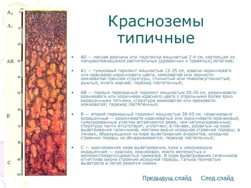 Краснозём почвы структура. Желтоземы почвы характеристика. Желтоземы почвы. Красно-желтые ферраллитные почвы африки. Почвенный профиль красноземов.