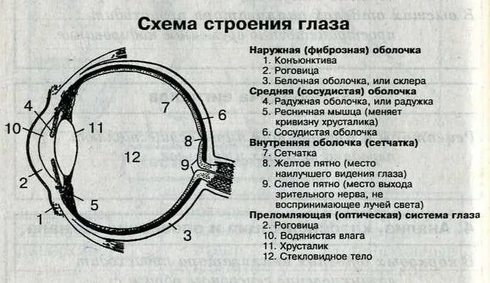 Зрительный анализатор строение глаза таблица. Орган зрения строение и функции. Строение анализаторов, строение глаза и уха.. Функции составных частей глазного яблока.