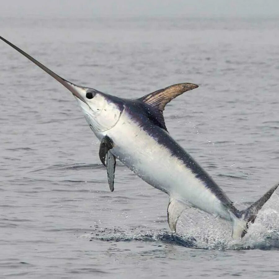 Рыба с длинным носом название. Парусник рыба марлин скорость. Атлантический голубой марлин. Рыба с острым носом. Рыба с длинным носом название.