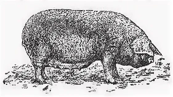 Ливенская свинья. Ливенская порода свиней с сережками. Ливенская свинья в музее.