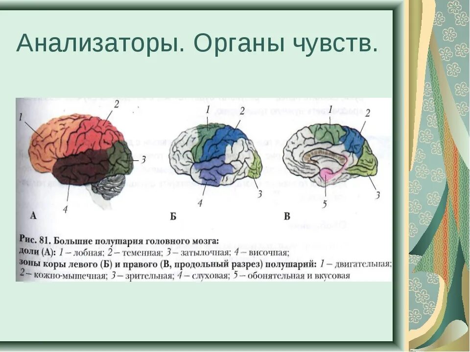 Анализаторы биология 8 класс видеоурок. Анализаторы. Анализаторы органы чувств. Анализаторы биология. Анализаторы 8 класс.