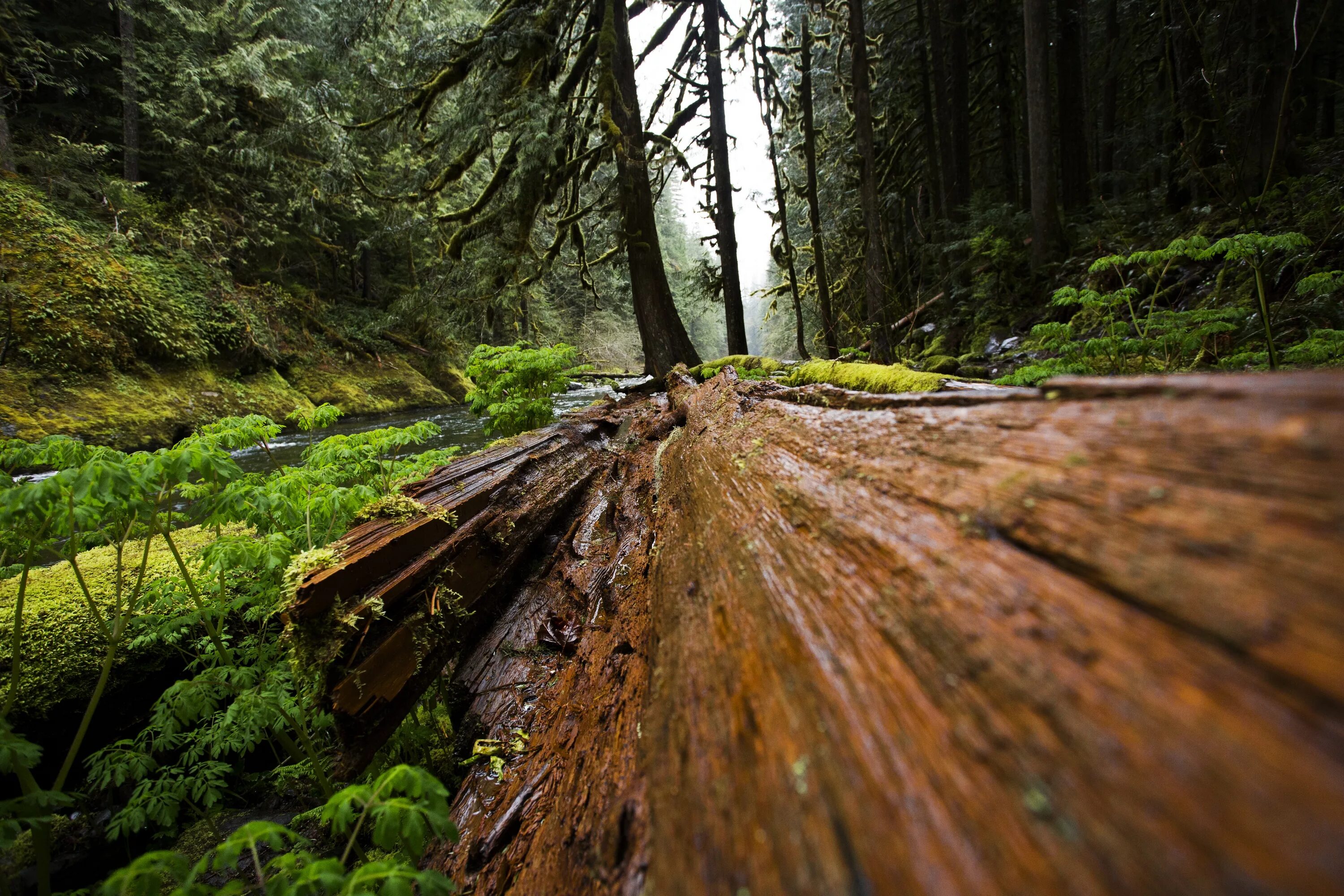 Fallen forest