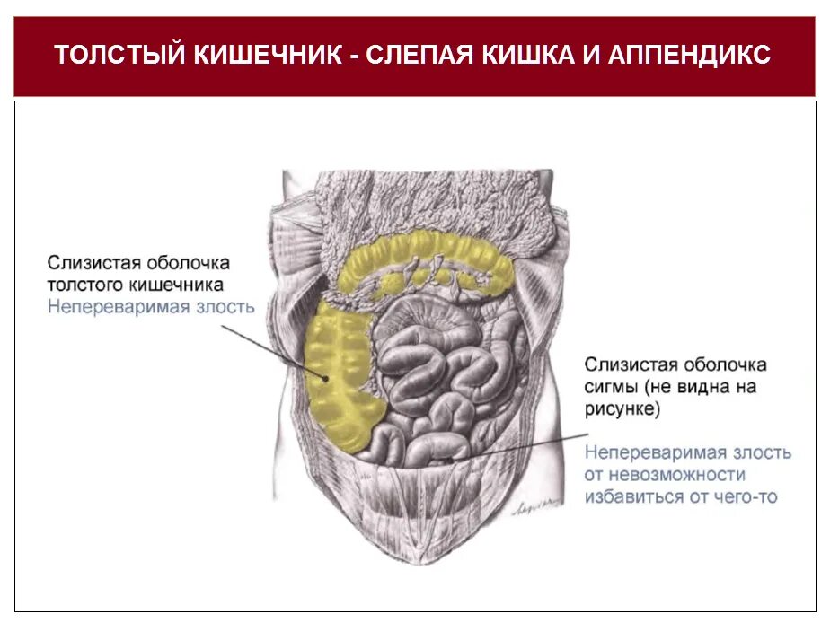 Психосоматика Толстого кишечника. Психосоматика слепая кишка. Толстая кишка аппендикс