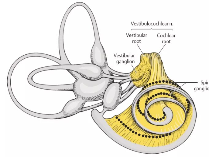 Преддверно улитковый ганглий. Схема строения преддверно улиткового органа гистология. Ганглии преддверно улиткового нерва. Спиральный узел улитки внутреннего уха.