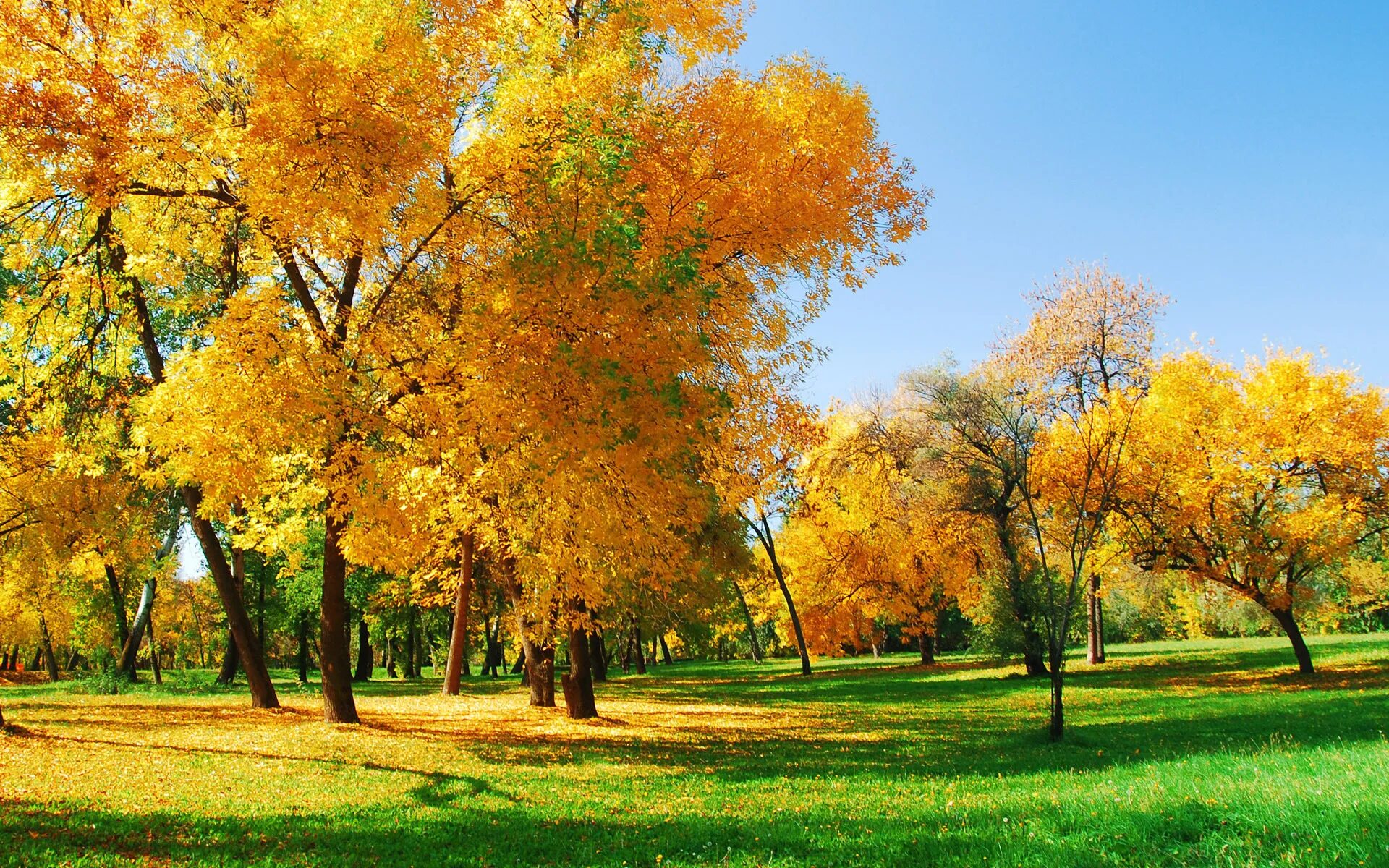 Осень. Золотая осень. Сентябрь природа. Природа ранняя осень.