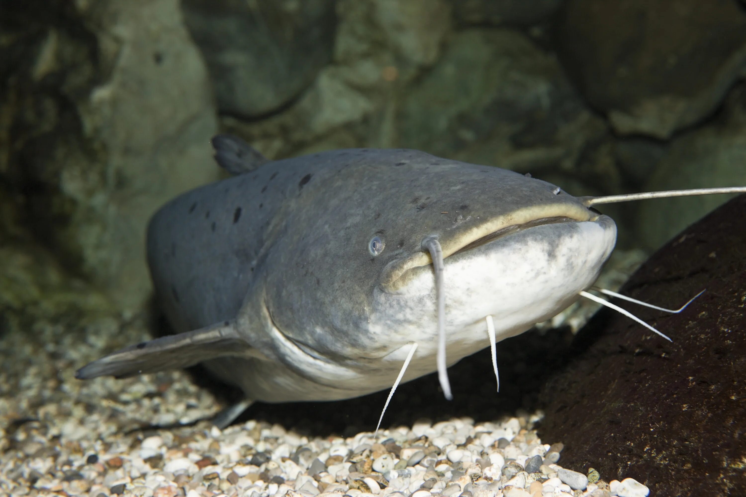 Турк ру сом 11. Сом Солдатова рыба. Амурский сомик. Сом Солдатова и Амурский сом. Catfish рыба.