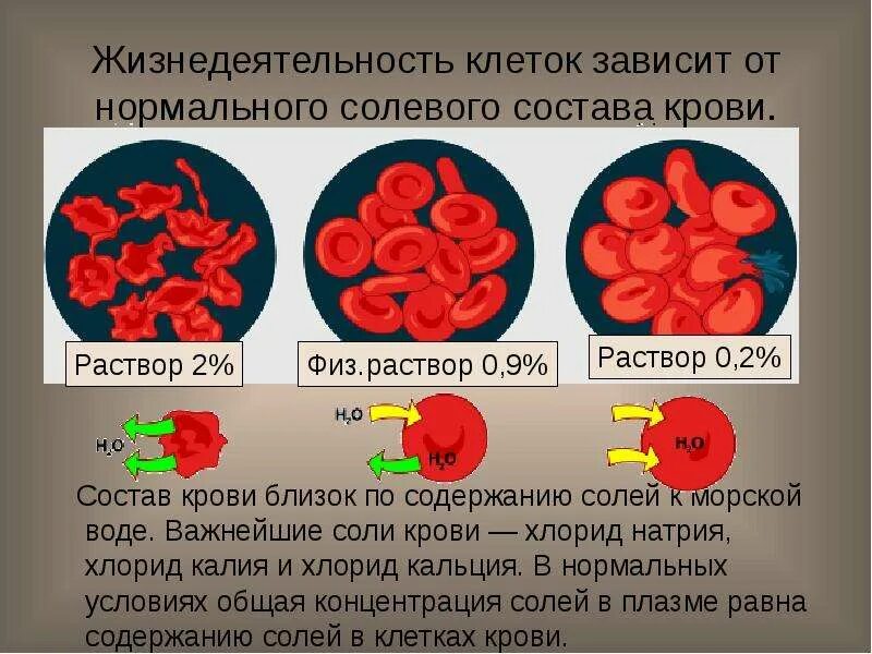Концентрация калия в плазме крови