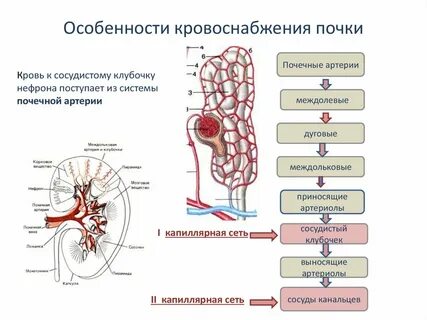 Кровеносная система почек