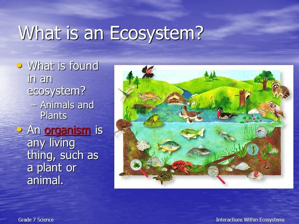 What is the ecosystem. Ecosystem presentation презентация. ecosystem is. what is an ecosystem. sei ecosystem.