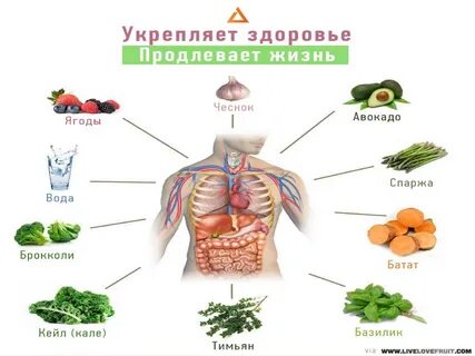 Понятие жизнь организм