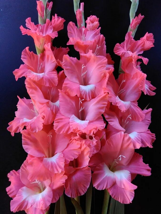 Гладиолус Бель Туаве. Гладиолус гибридный (Gladiolus 'Apollo'). Гладиолус Виндсонг. Гладиолус Эвергрин.