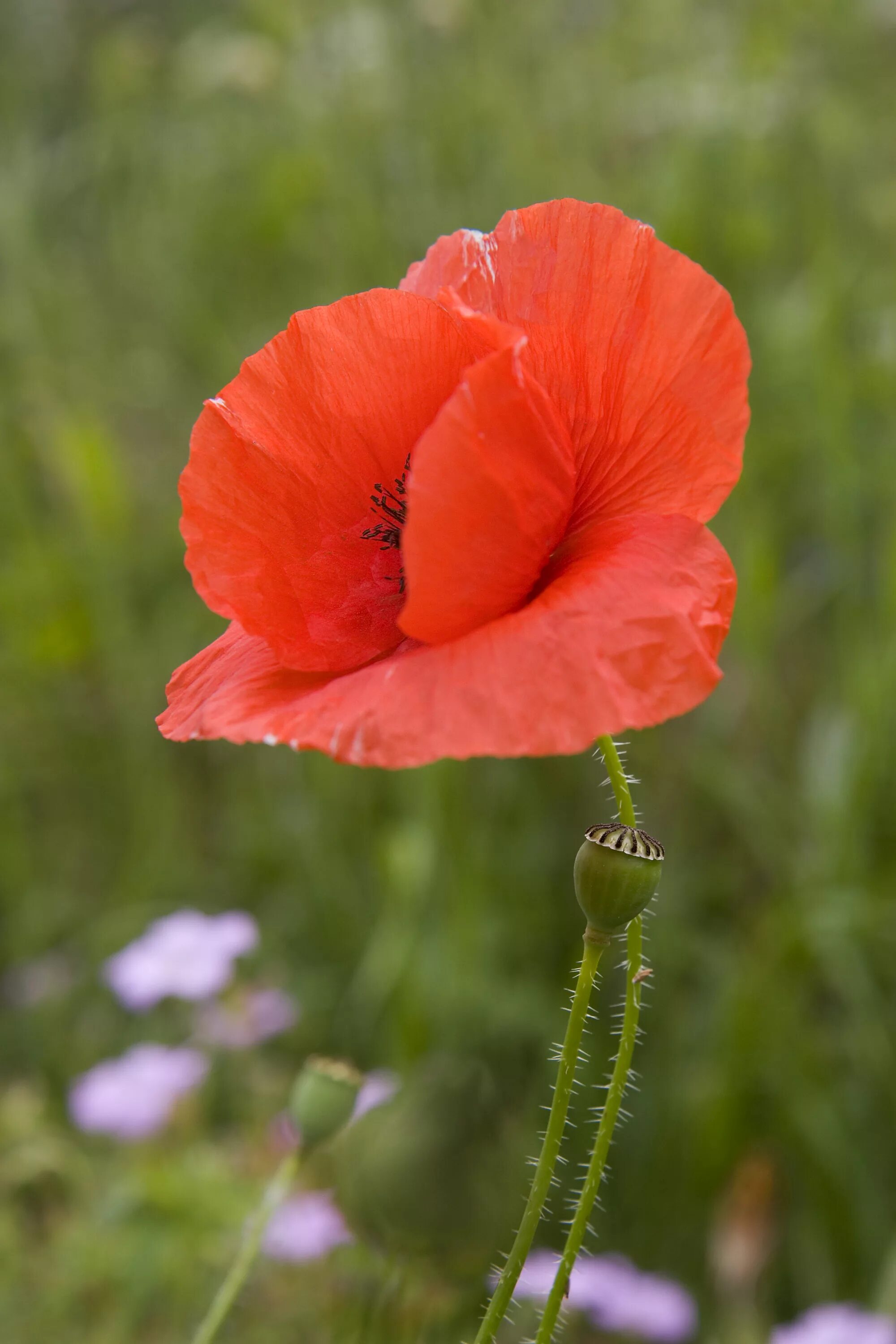 Мак papaver alba. Цветы стартовая. Цветковые растения для начальной школы. Презентация о цветах для начальной школы. Большие букеты.