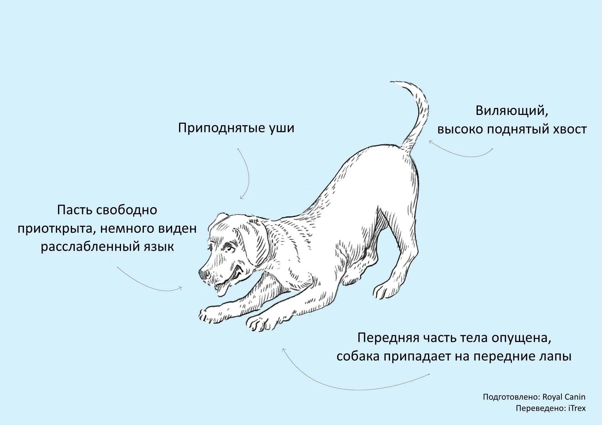 Поведение собак характеристика. Положение тела собаки. Язык тела собаки хвост. Язык собак как понять. Положение хвоста у собак.