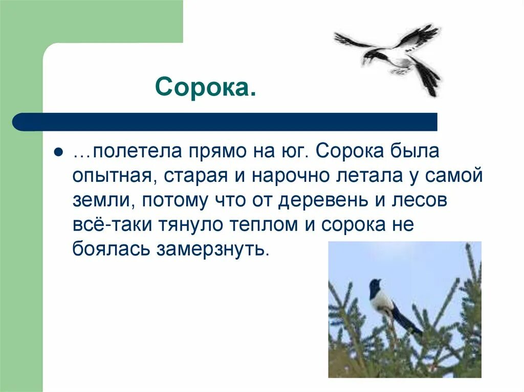 Полетели 40. Сорока интересные факты. Сорока улетает на Юг. Факты о Сороке. Сорока летает.