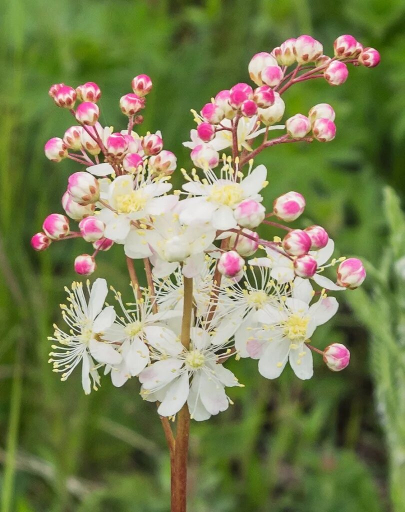 Лабазник таволга соцветие. Таволга обыкновенная лабазник. Лабазник Filipendula vulgaris. Лабазник шестилепестная. Лабазник обыкновенный