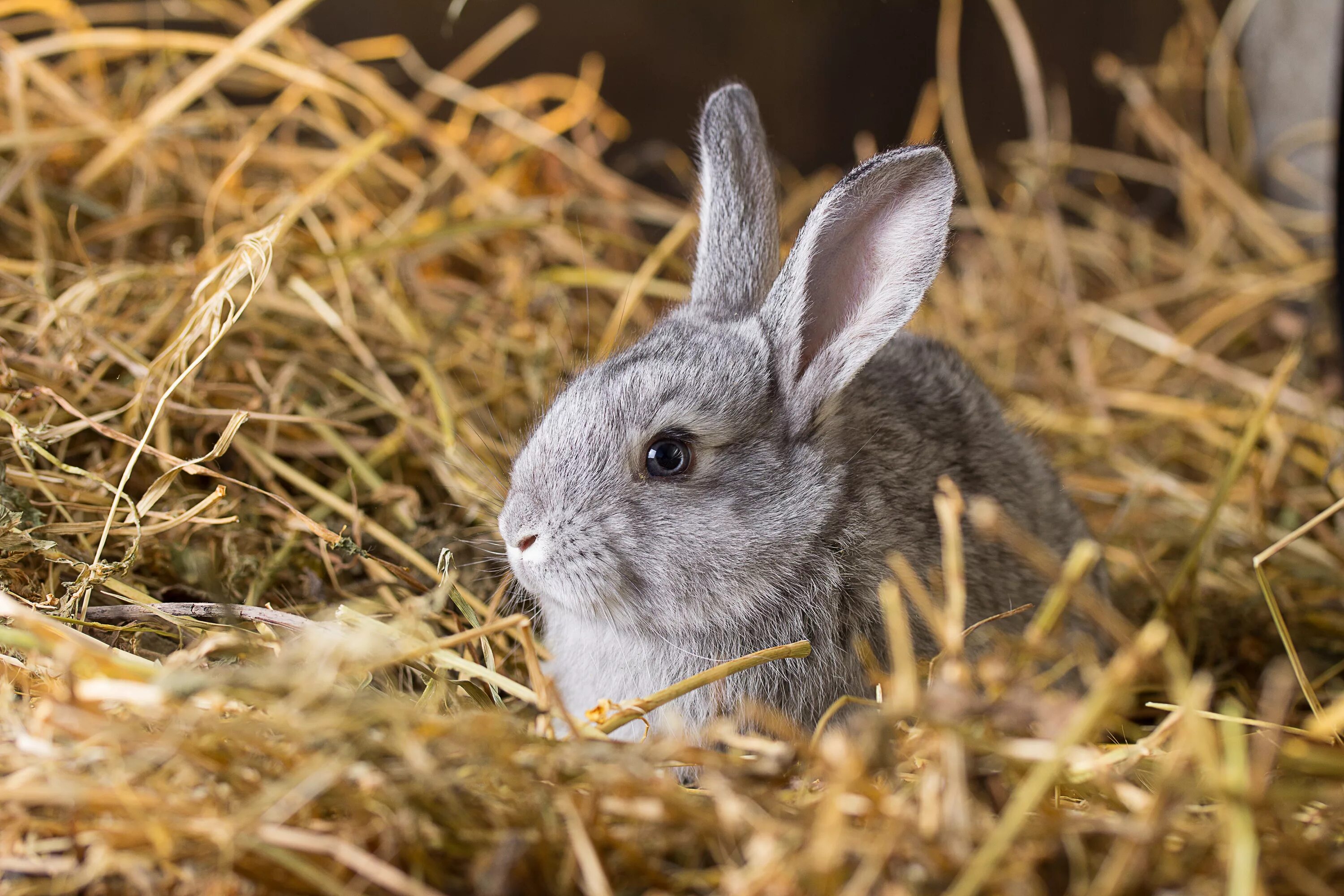 Кролик картинка. Кролик. Крольчата. Кролик фото. Заяц серый.