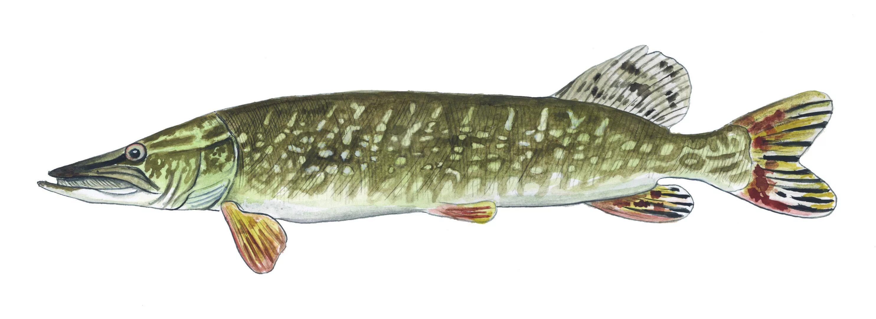 Обыкновенная щука (Esox Lucius). Рыба щука Esox Lucius. Щука обыкновенная вид сбоку. Рыба шортан.