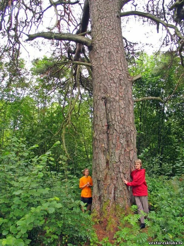 самая высокая лиственница. самое высокое дерево в мире секвойя. араукария гетерофилла. самая высокая лиственница. дерево кедр cedrus.
