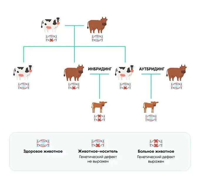 Инбридинг характеристика. Инбридинг и аутбридинг. Инбридинг в селекции животных. Близкородственное скрещивание. Родственные животные.