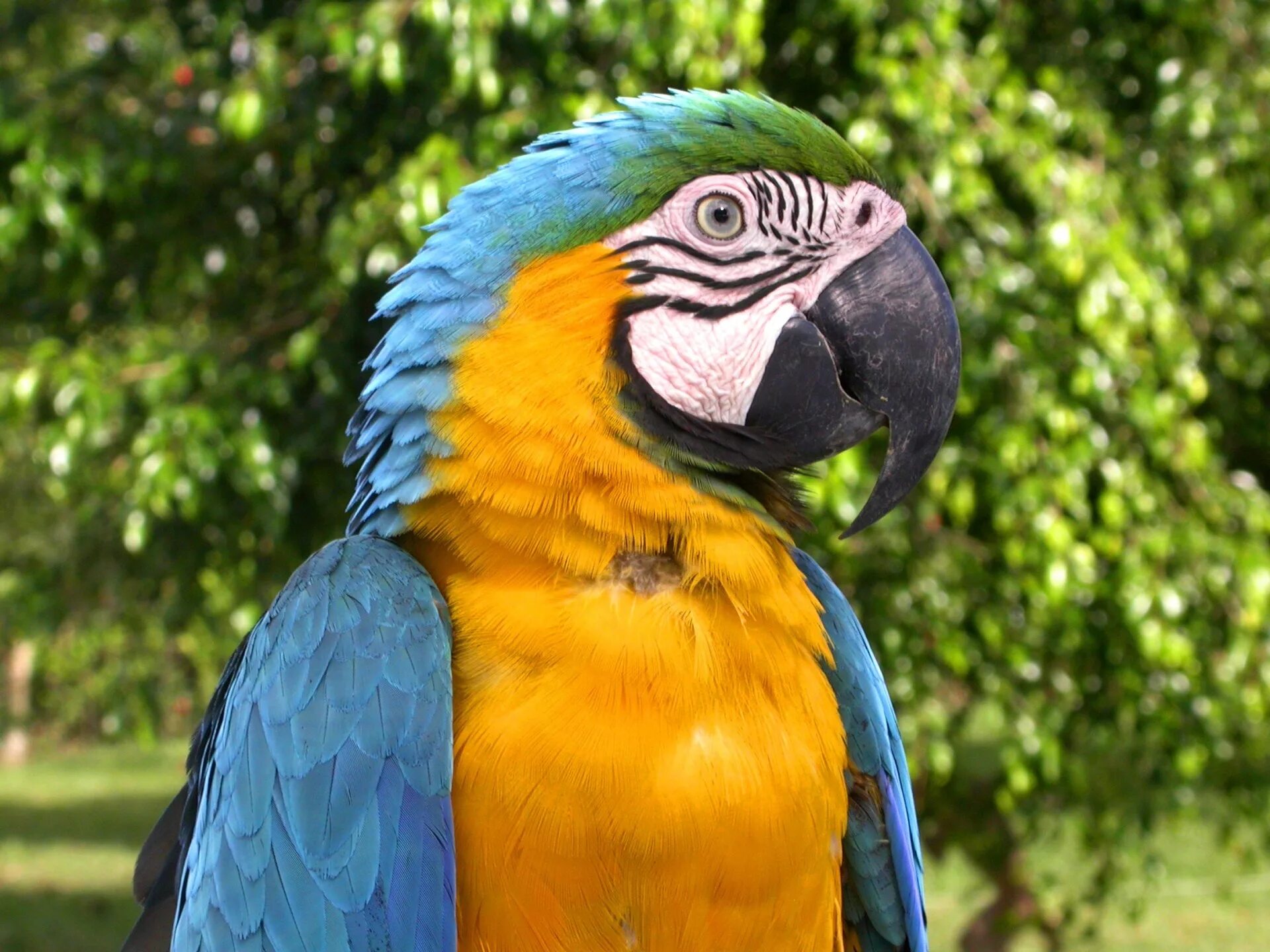 Попугай ара. Говорящие попугаи ара. Жако тропики. Сине-жёлтый ара.