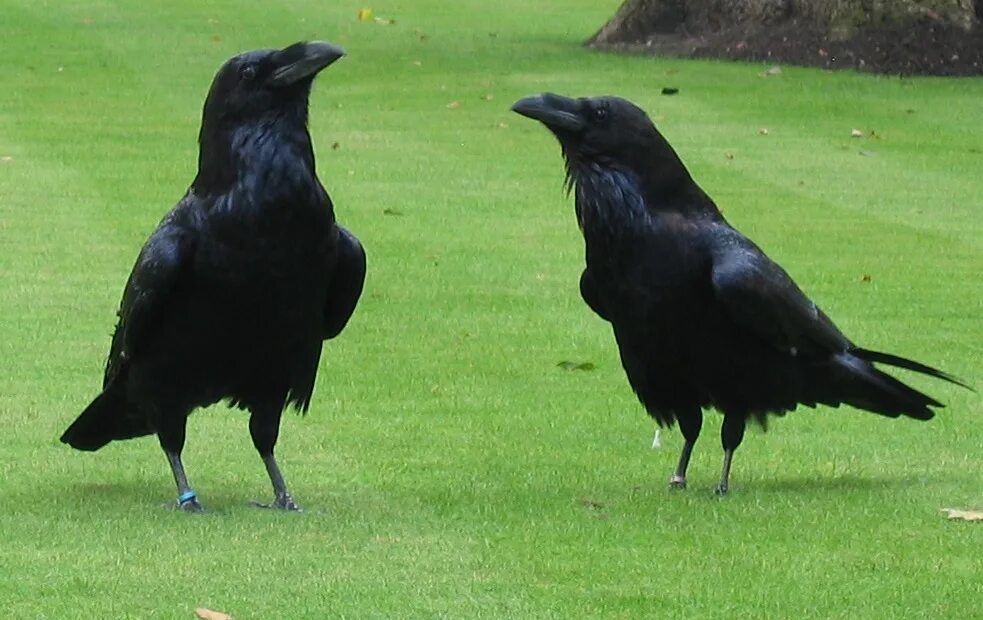 Ворона 13. Ворона 13. Олег ворон. Ворона 13. Ворона 13.