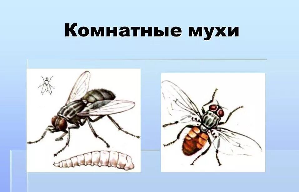 Комнатная Муха. Комнатная Муха презентация. Комнатная Муха биология. Комнатная Муха заболевания.