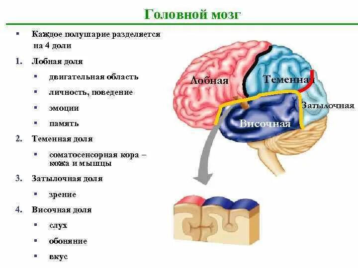 В каждом полушарии долей. Каждое полушарие разделяется на. Полушария разделяются на доли с помощью. Каждое полушарие мозга разделяется на. Каждое полушарие делится на доли.