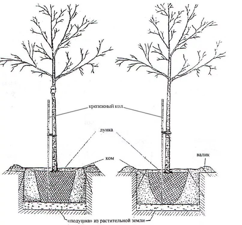 Как правильно выбрать саженец. Схема посадки крупномеров. Посадка крупномерных деревьев схема. Схема посадки саженцев плодовых деревьев. Схема посадки саженцев яблони.