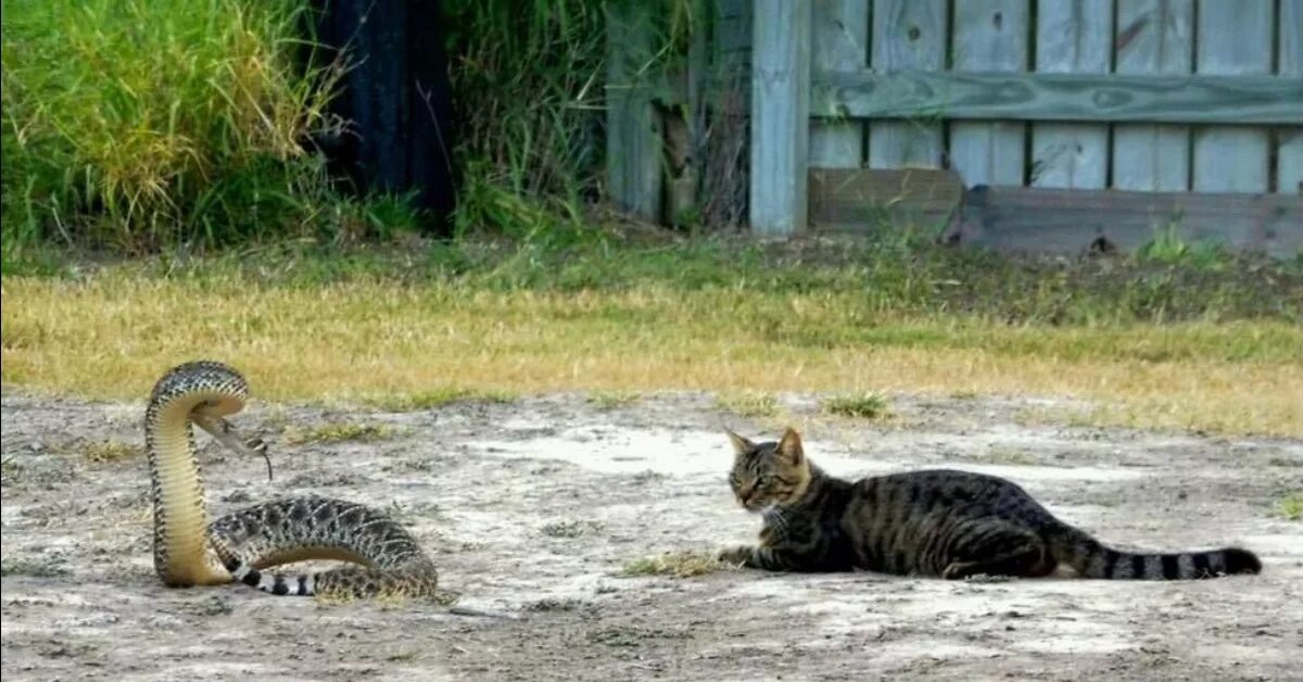 Зачем кошка шипит. Кот шипит. Котенок шипит на человека. Кошка и змея. Кот ворчит и шипит.