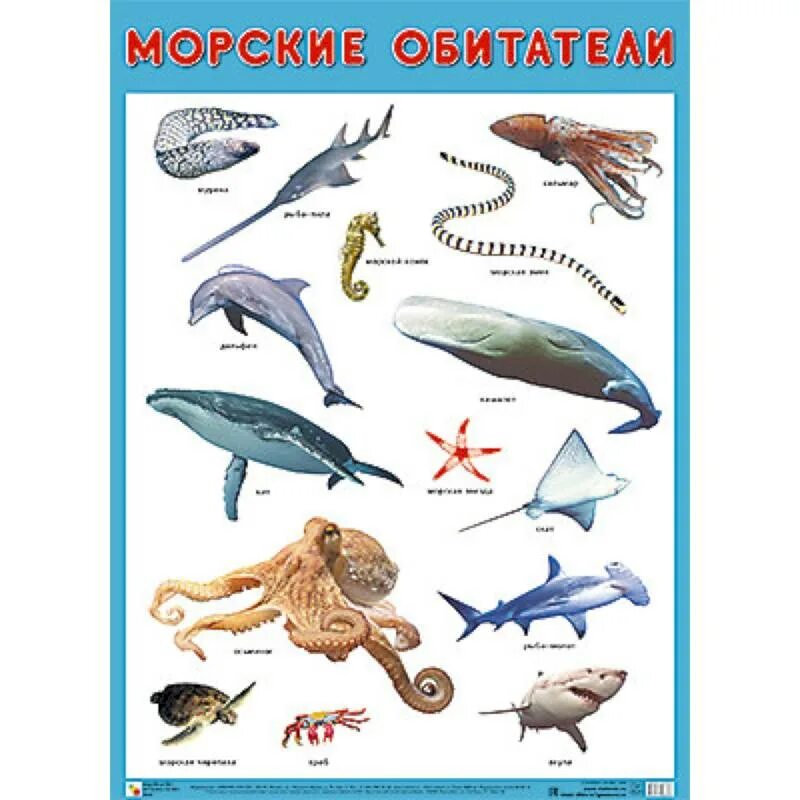 Морские рыбы для детей с названиями. Обитатели моря для детей. Морские темы названия. Морские обитатели названия. Морские темы названия.