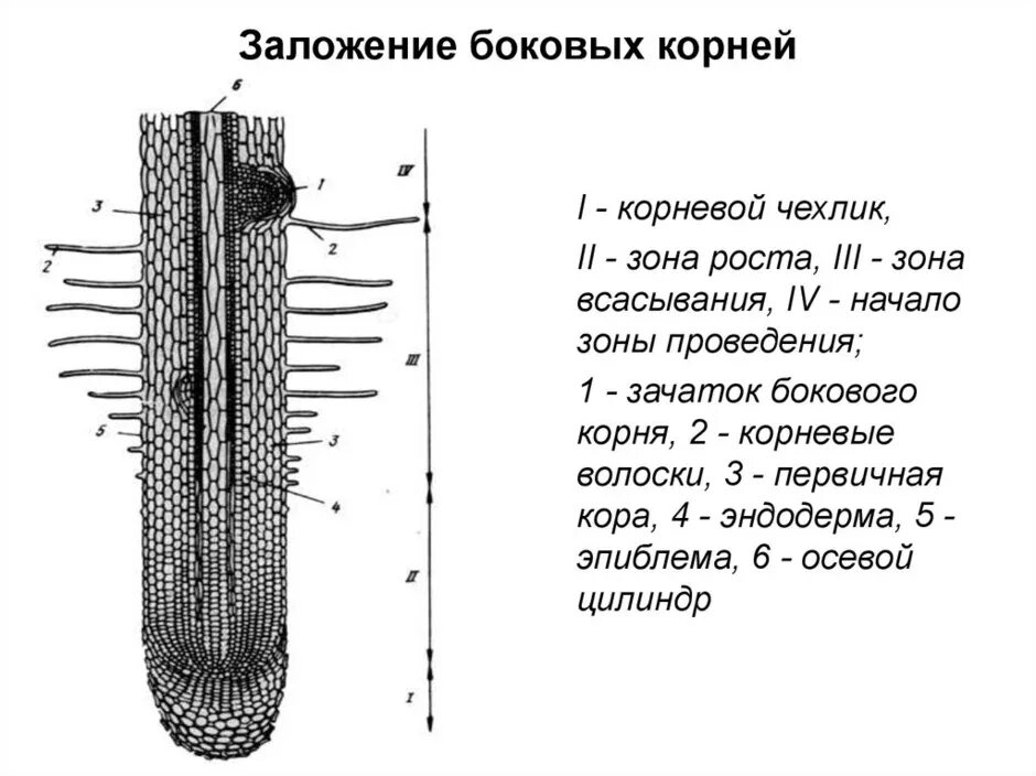 Строение зоны корня рисунок. Корневой чехлик растения. Зоны корня корневой чехлик и корневые волоски. Строение бокового корня. Составные части внутреннее строение корня.