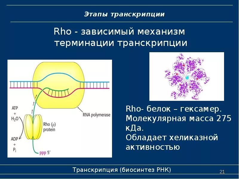 Процесс синтеза молекул и рнк. Механизмы терминации транскрипции. ро зависимый механизм терминации транскрипции. молекулярный механизм транскрипции биохимия. биосинтез рнк биохимия этапы.