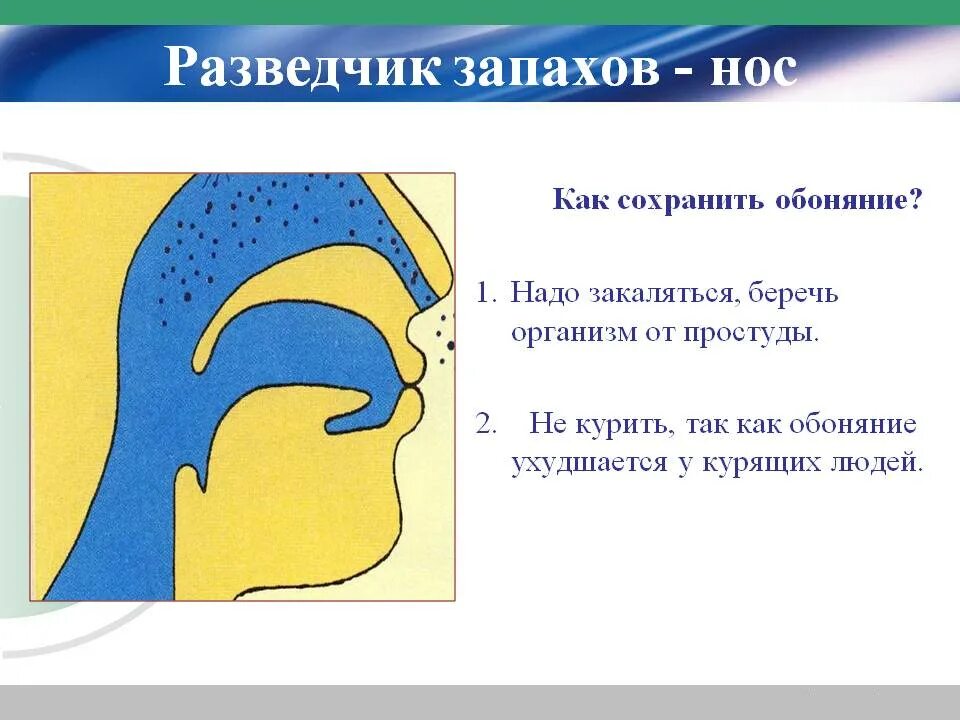 5 обоняний. Обоняние презентация. Проект на тему нос орган обоняния. Органы чувств нос орган обоняния. Интересные факты об обонянии человека.