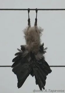 Ворона вниз головой