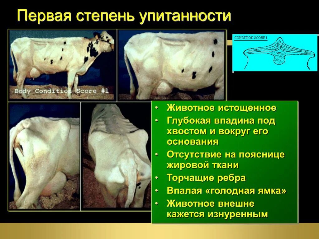 Голодно определения. Степени упитанности КРС. Категории упитанности коров. Оценка упитанности коров. Средняя упитанность КРС.