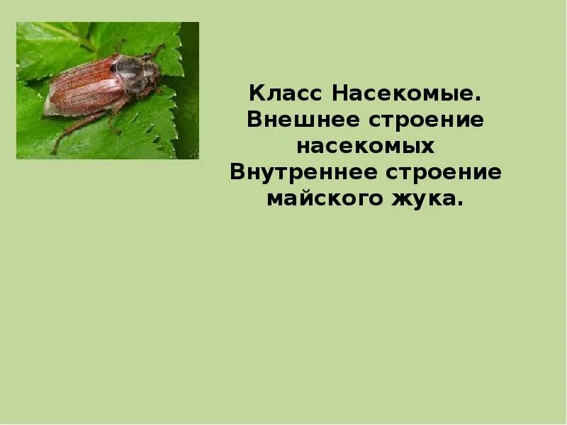 Внешнее строение клопа