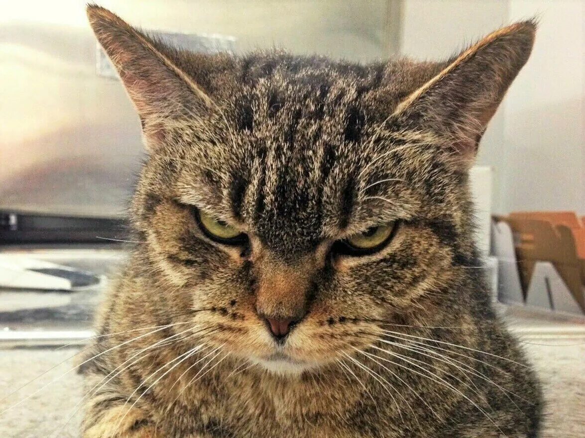 Кот загадывает. Кот. Наглая кошка. Злой кот. Злой котяра.