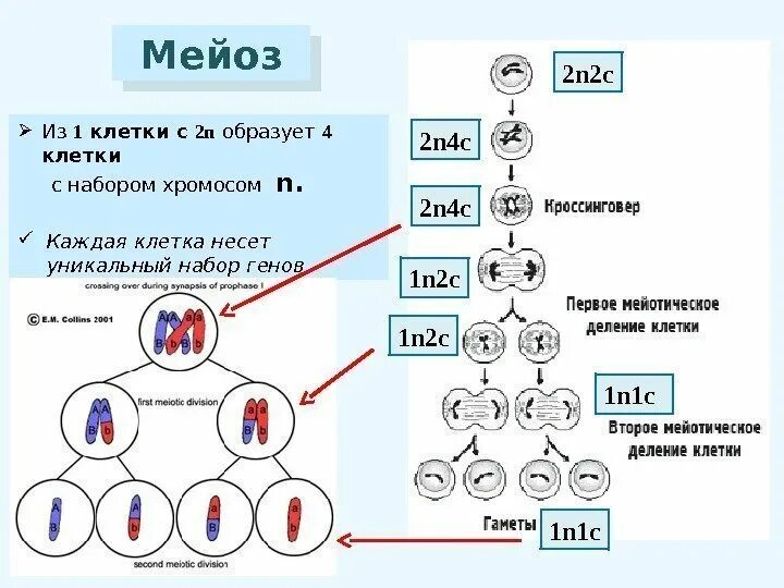 В результате митоза формируется. Первое деление мейоза набор хромосом. Стадии мейоза с набором хромосом. Схема мейоза 2n 2. Набор клетки мейоза 2.