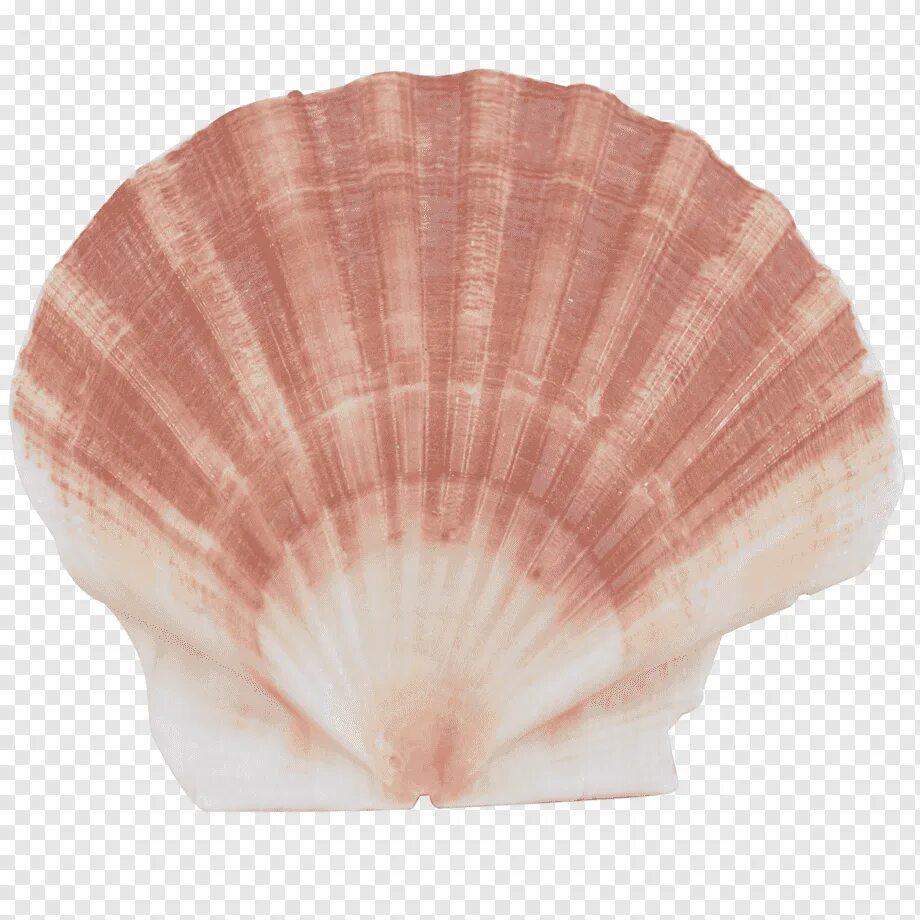 Морской гребешок Ракушка. Scallop Shell раковина. Раковина морского гребешка. Раковина морского гребешка и устрицы. Ракушка гребешок морской