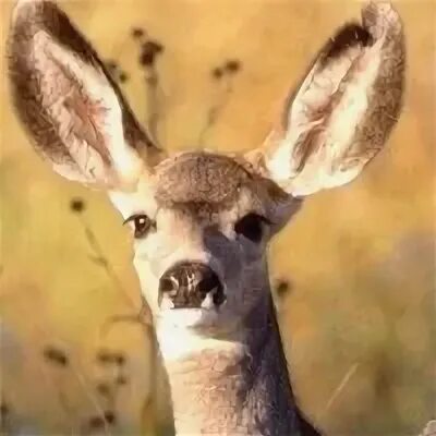 Marsopolis. Martian city. Marsopolis. Город будущего на марсе. Marsopolis.