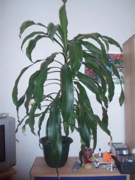 Драцена пожелтела. Драцена деремская листья скручиваются. Драцена душистая или юкка. Юкка драцена пальма. Драцена душистая закручиваются листья.