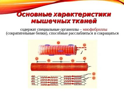 Основные сократительные белки миофибриллы