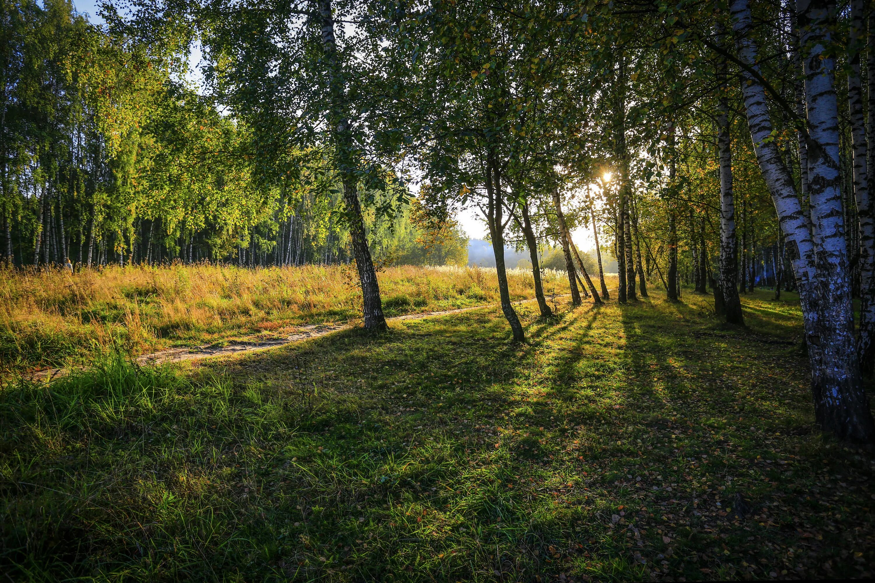 Русская природа картинки красивые. Природа березы. Тнеквеемская роща фото. Солнечная роща. Березовые лес омск.