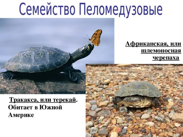 Черепаха вопросы. Что такое панцирь у черепахи кратко. Red-eared slider body. Необычные факты о черепахах. Информация о черепахе.