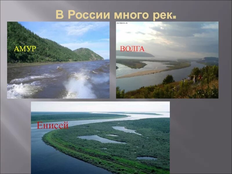 Река енисей длиннее волги. Волга енисей. енисей и волга сравнение. амур и енисей.